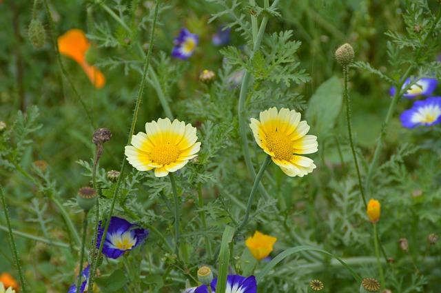 Blomstring av gul ringblomst