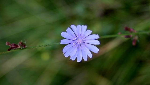 Photo of chicory for kvass