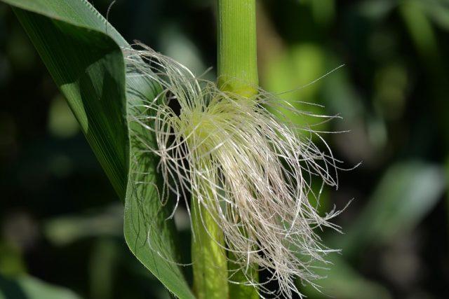 Fénykép Corn Fibers