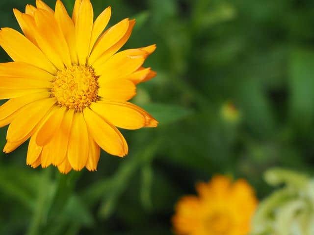 Marigolds in folk medicine