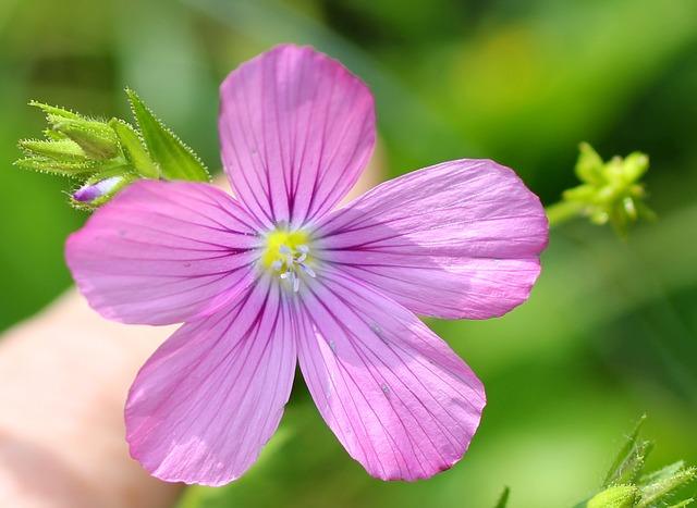 Hørblomstfoto