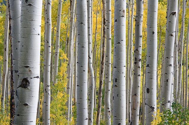 Beautiful birch grove