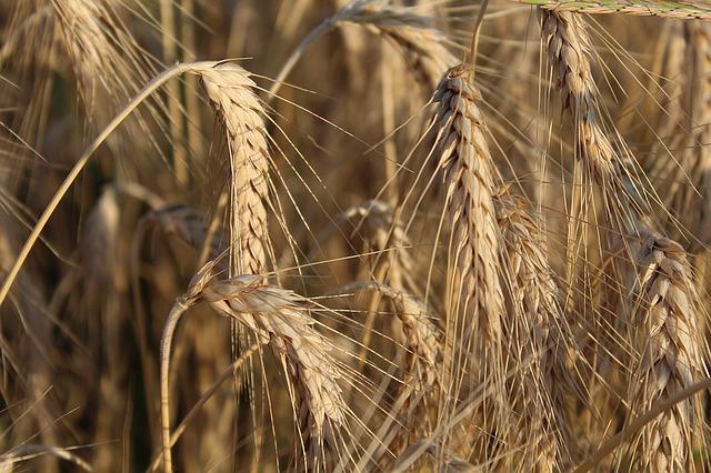 Ears of rye