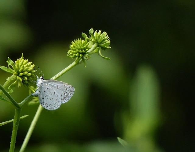 Mite à l'état sauvage