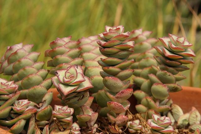 Succulentes dans un pot