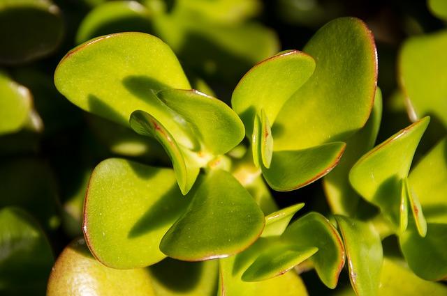 Feuilles de Crassula closeup