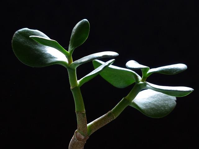 Photo of money tree branches