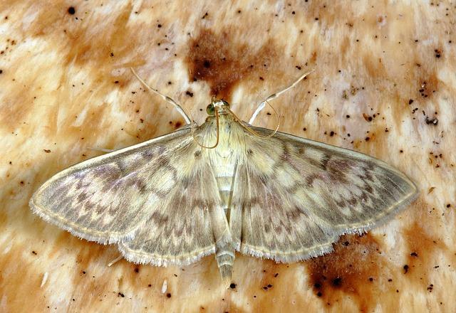 Belle photo de papillon domestique