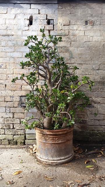 Photo d'un grand arbre d'argent