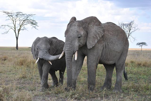 African elephants