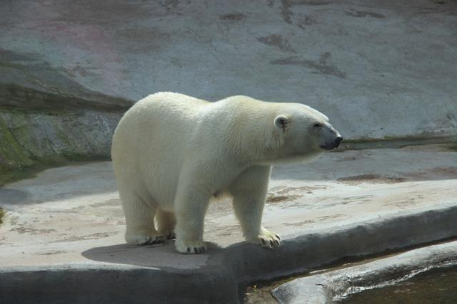 Fotografija polarnog medvjeda u zoološkom vrtu