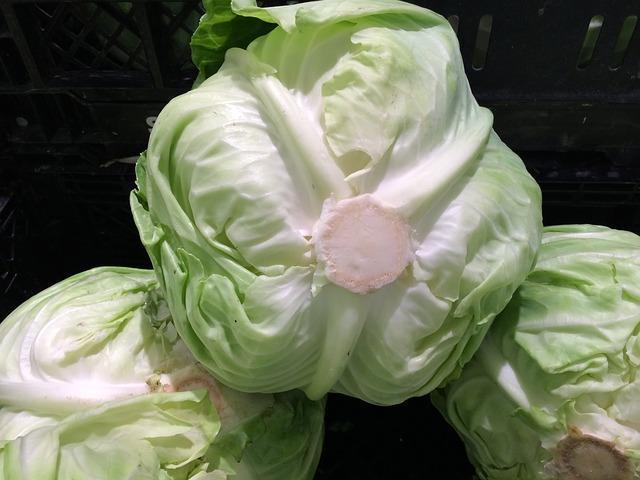 Photo of white cabbage