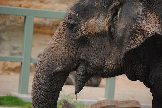 Indian elephant in the reserve