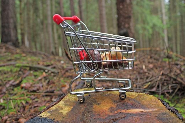 Belle photo d'un panier de champignons