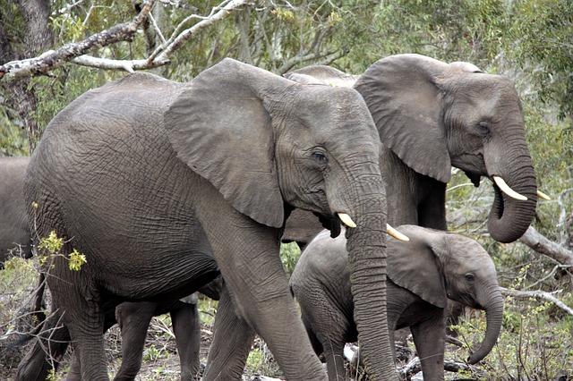 Close-up photo of elephants