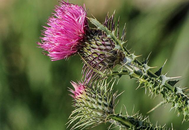 Tistel blomsterstand nærbilde