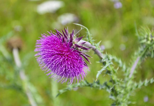 Purple thistle flower