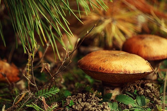 Photo beurre en forêt