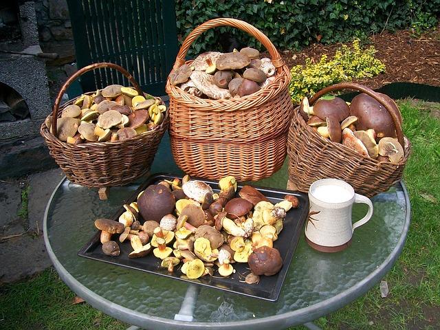 Large baskets with different mushrooms