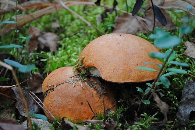 Photo beurre en forêt