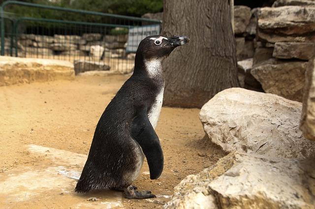 Fotografie tučniaka v zoo