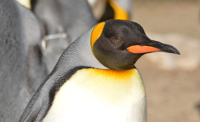 Lähikuva kuva pingviinistä