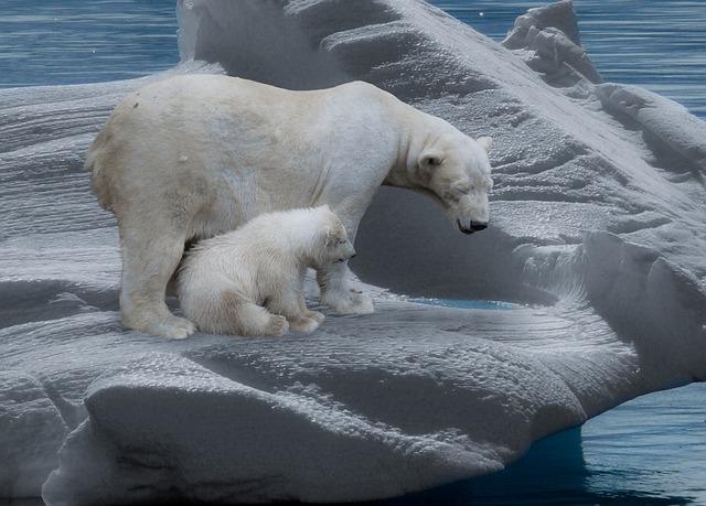 Ours avec nounours