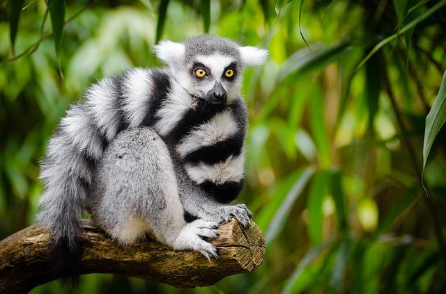 Fotografie lemur s krásnym chvostom