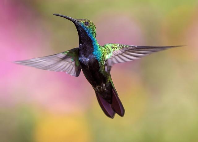 Hummingbird in flight