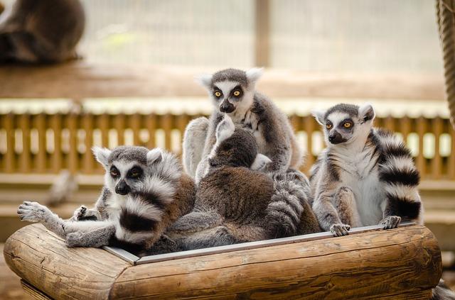 Lemur rodina v zoo