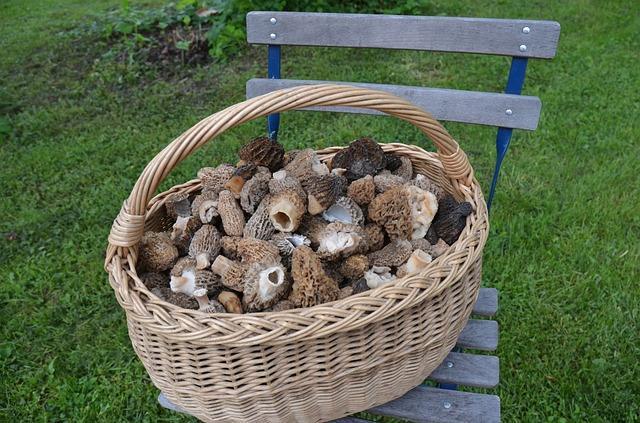 Morel Basket