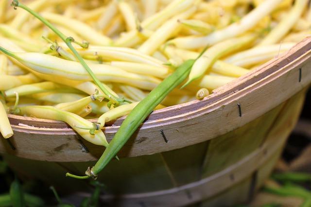 Gousses de haricots dans un bassin