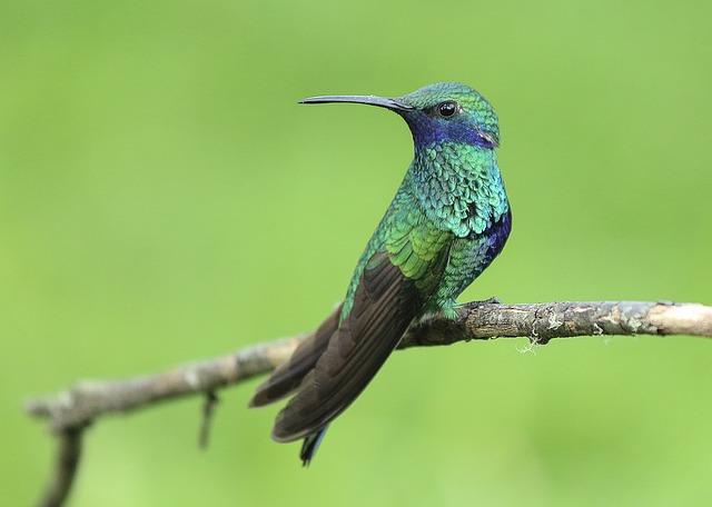 Krásna fotografia mužského kolibríka