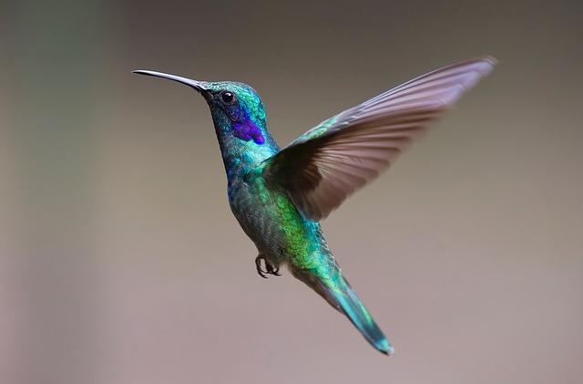 Fotografija hummingbird-a u letu