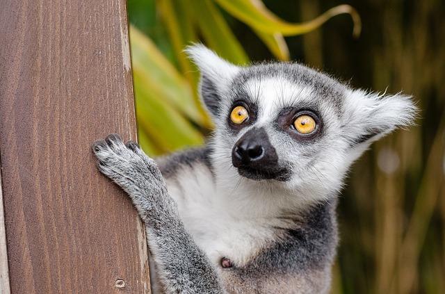 Lemur sa pozerá do diaľky