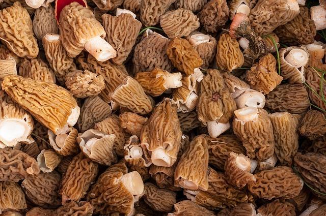 Morels khô