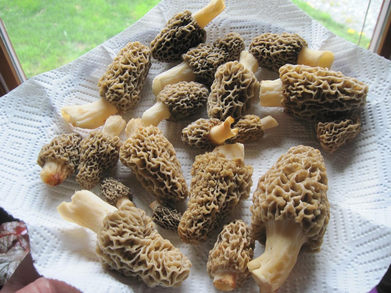 Comment faire cuire les points de suture et les morilles de champignons