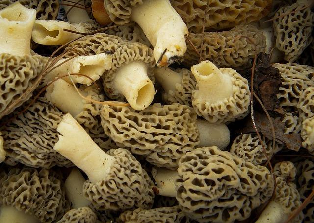 Photo d'une bande de morilles