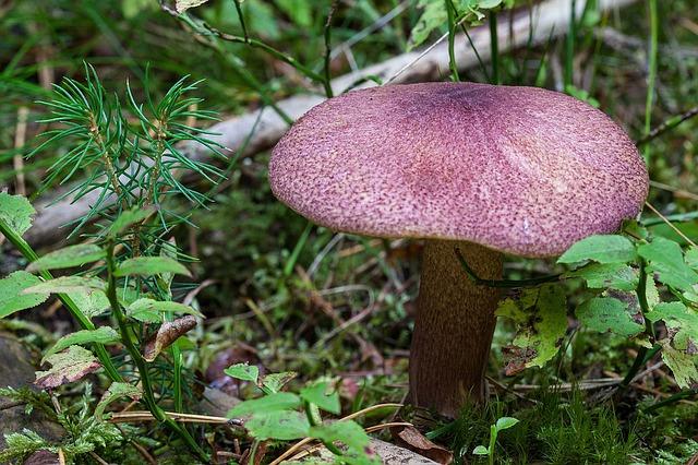 Photo mushroom rowing in the forest