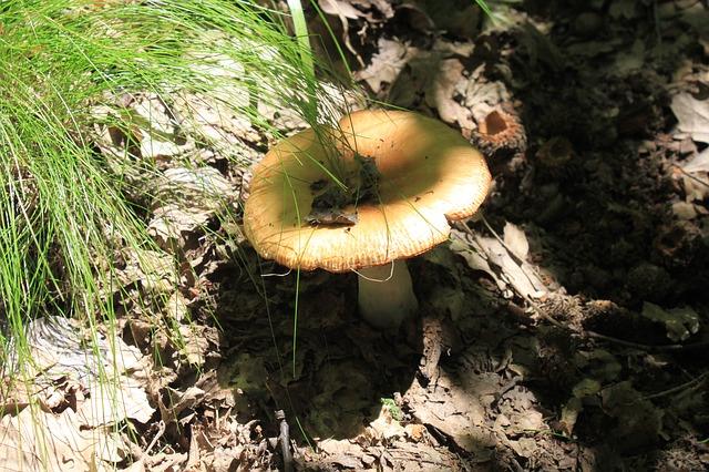 Vieux Valuy Dans La Forêt