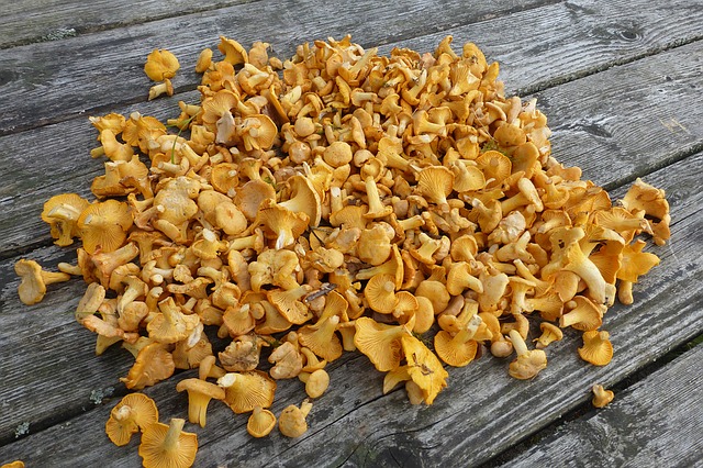 Cả một đồi chanterelles trẻ