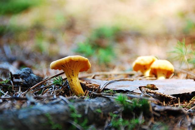 Hình ảnh nấm chanterelle trong rừng