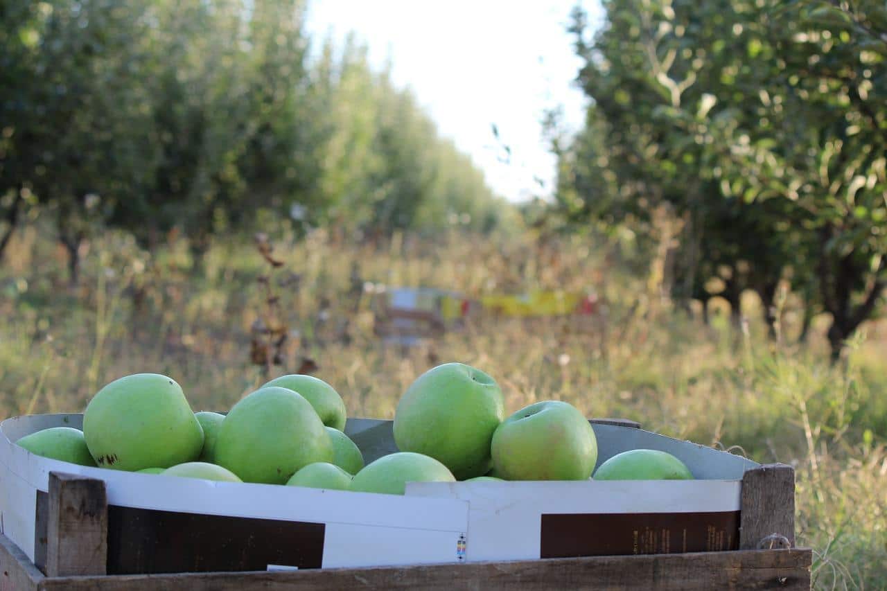 Comment fermenter des pommes à la maison