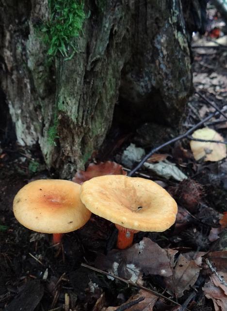 Photo mushrooms mushrooms in the forest