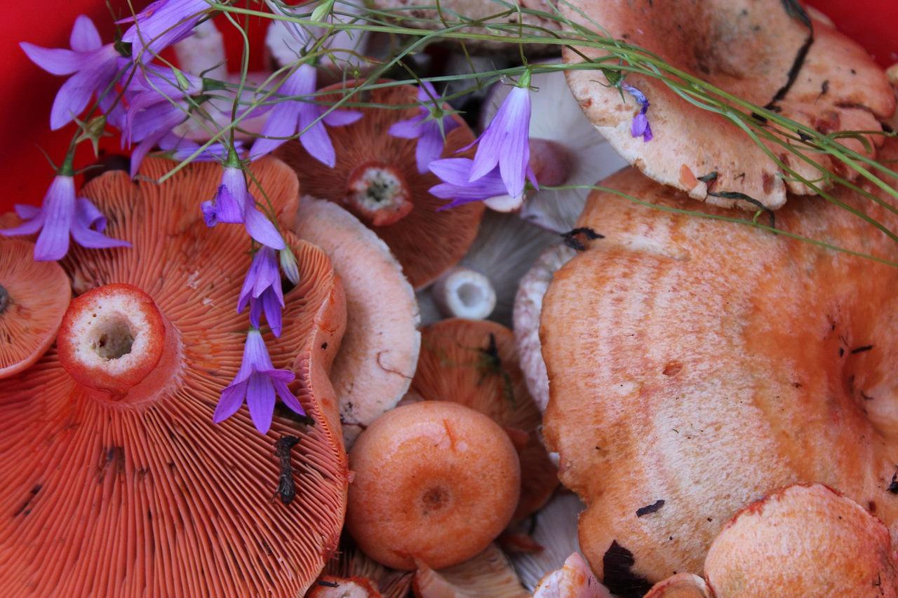 Comment saler les champignons les champignons