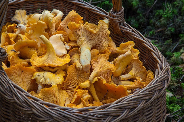 A full basket of chanterelles