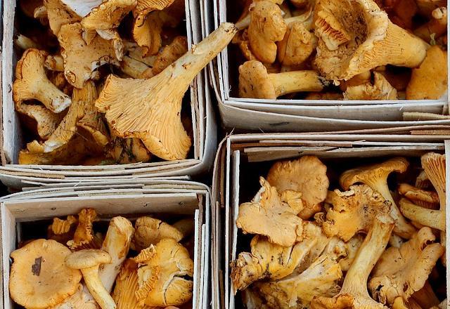 Photo de girolles fraîches