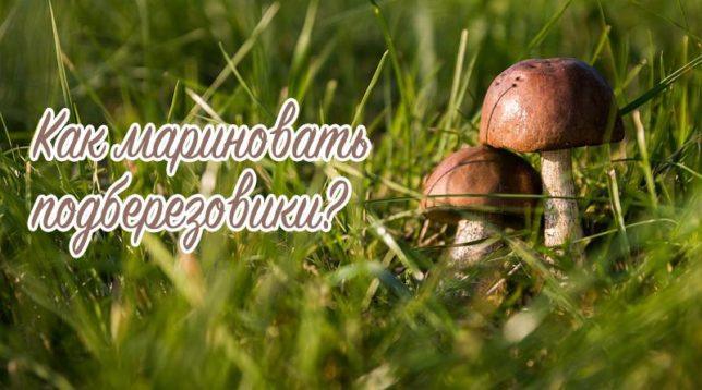 Champignons forestiers