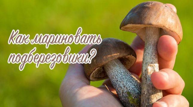 Boletus i hendene på mennesket