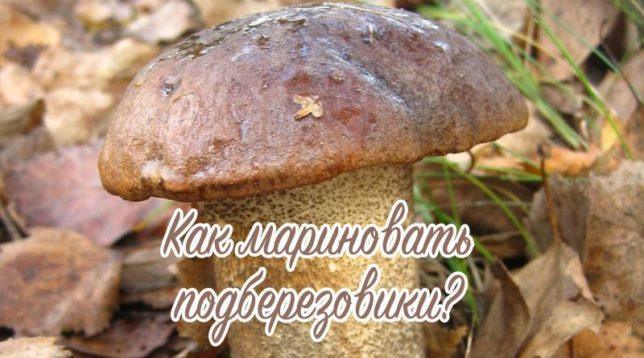 Hình ảnh của boletus trong rừng